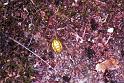 Enoplognatha_ovata_F1893_Z_75_Les Gris_Frankrijk